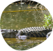 alligator